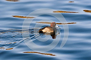 Redhead duck in shimmering blue water