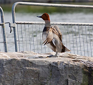 The redhead duck shows her wings