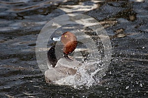 A Redhead duck splashing in a lake