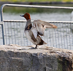 The redhead duck spreads the wings