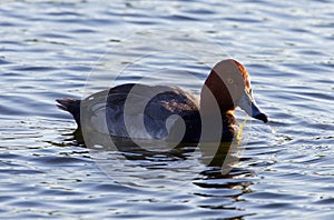 Redhead duck is swimming