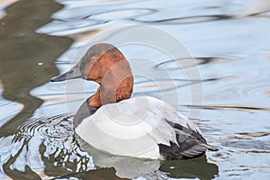 Redhead duck swimming calmly in a pond