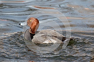 A Redhead duck swimming in a lake