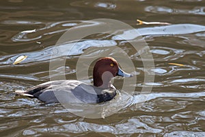 A Redhead duck swimming in a lake