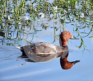 Redhead Duck swims cautiously through marshgrass