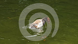 Redhead duck swims and dives, itches in pond water