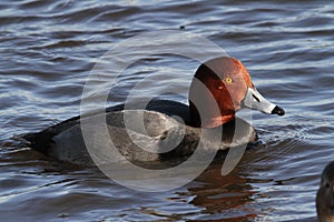 RedHead Duck on the Choptank River photo