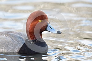 Redhead duck in the water