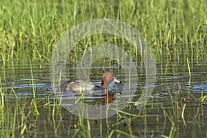 Redhead duck in water.