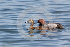 Redhead ducks couple swimming in blue water