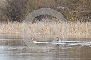 Redhead Ducks Pair in the Lake photo