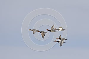 Redhead Ducks in migration