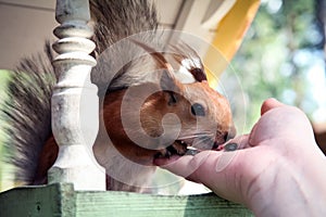 Redhead forest squirrel eating from hand at a feeding trough