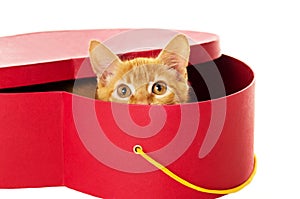 Redhead kitty sits in a box