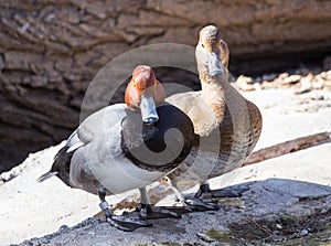 Redhead Pair