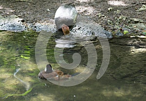 Redhead and Ruddy Ducks