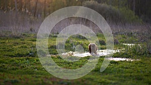 Redhead Spaniel dog running with a stick