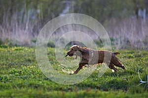 Redhead Spaniel dog running with a stick