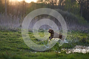 Redhead Spaniel dog running with a stick