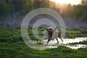 Redhead Spaniel dog running with a stick
