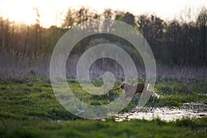 Redhead Spaniel dog running with a stick