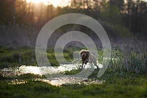 Redhead Spaniel dog running with a stick