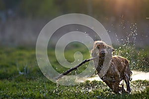 Redhead Spaniel dog running with a stick