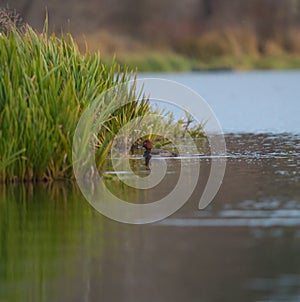 Redhead swimming in a lake