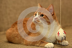 Redhead with white cat