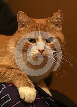 Redhead with white cat