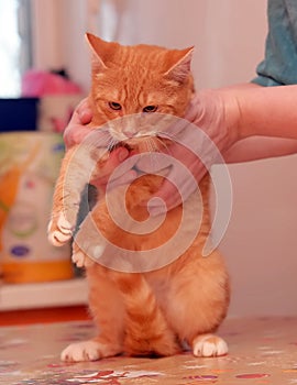 Redhead with white cat