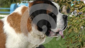 Redhead with white markings dog breed Saint Bernard