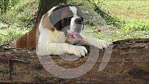 Redhead with white markings dog breed Saint Bernard