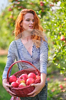 Redhead woman picking ripe organic apples in wooden basket in orchard or on farm on a fall day