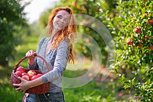 Redhead woman picking ripe organic apples in wooden basket in orchard or on farm on a fall day