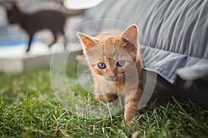 Redheaded babe on a green garden