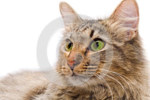 Redheaded cat on white background