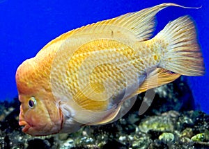 Redheaded Cichlid 1