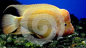 Redheaded Cichlid 2