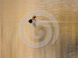 A redheaded duck swims on a golden lake