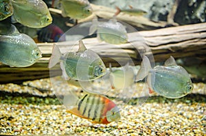 Redheaded Severum