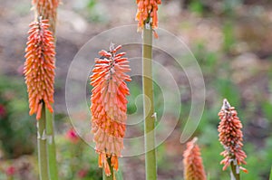 Redhot poker, or Kniphofia flower in orange color in a spring season at a botanical garden.