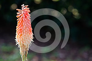 Redhot poker, or Kniphofia flower in orange color in a spring season at a botanical garden isolated on dark background.