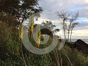 Redhot Poker Kniphofia Plant Blossoming in Waimea on Kauai Island in Hawaii.