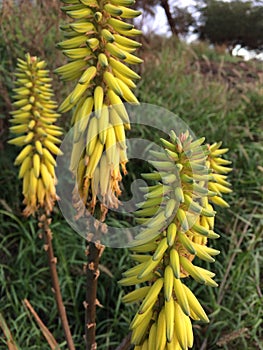 Redhot Poker Kniphofia Plant Blossoming in Waimea on Kauai Island in Hawaii.