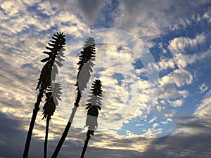 Redhot Poker Kniphofia Plant Blossoming in Waimea on Kauai Island in Hawaii.