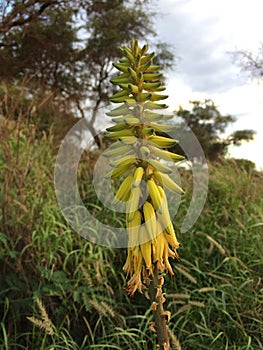 Redhot Poker Kniphofia Plant Blossoming in Waimea on Kauai Island in Hawaii.