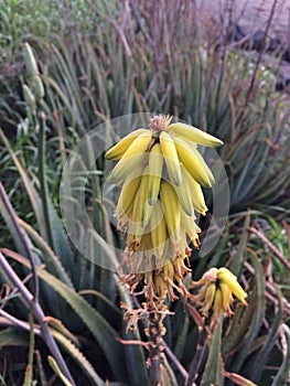 Redhot Poker Kniphofia Plant Blossoming in Waimea on Kauai Island in Hawaii.