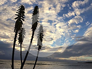 Redhot Poker Kniphofia Plant Blossoming in Waimea on Kauai Island in Hawaii.