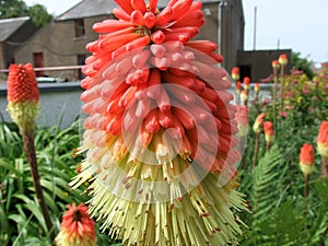 Redhot poker Kniphofia tritoma